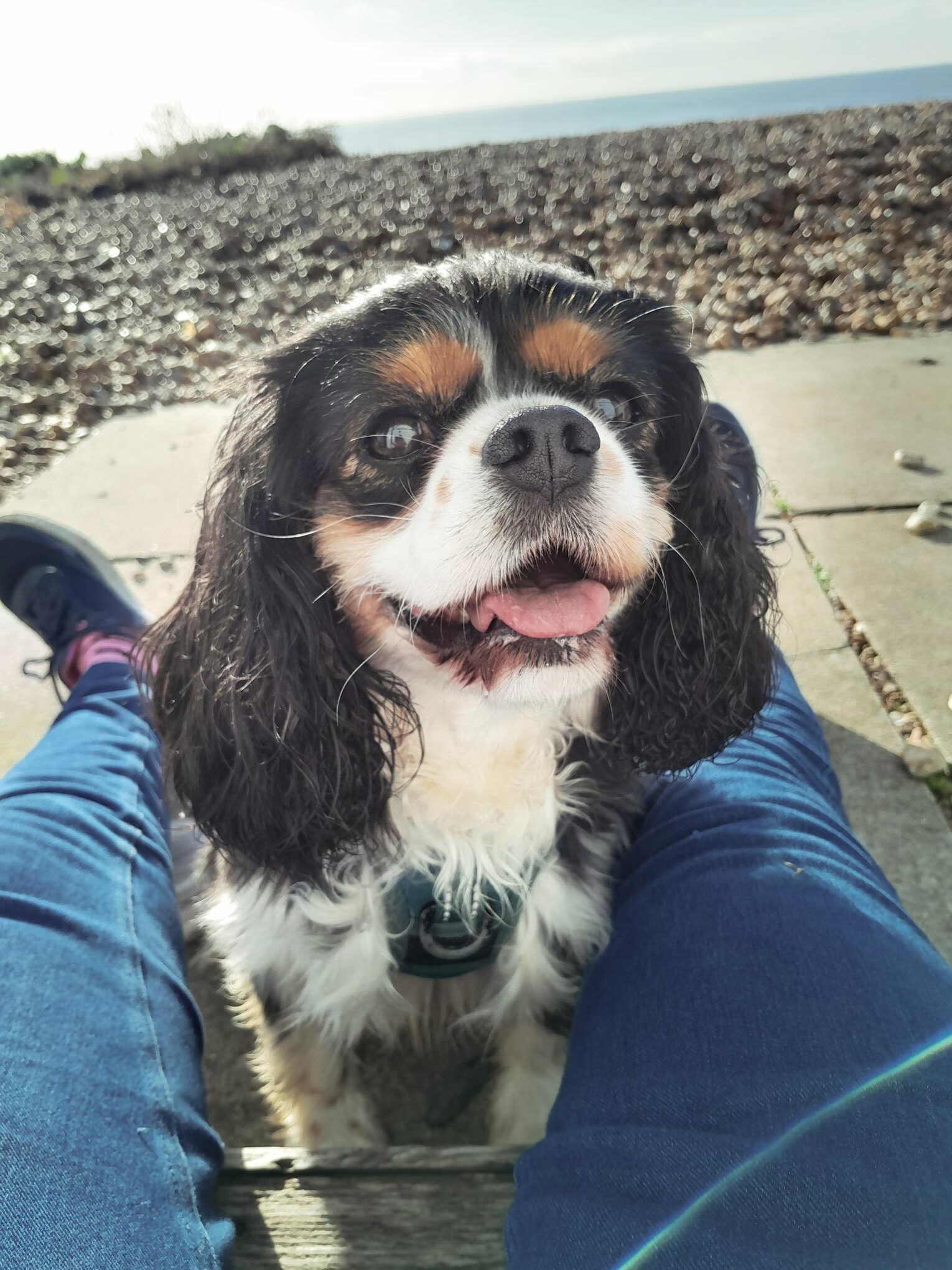 Brodie - Blairgowrie, PH10 - The Cinnamon Trust