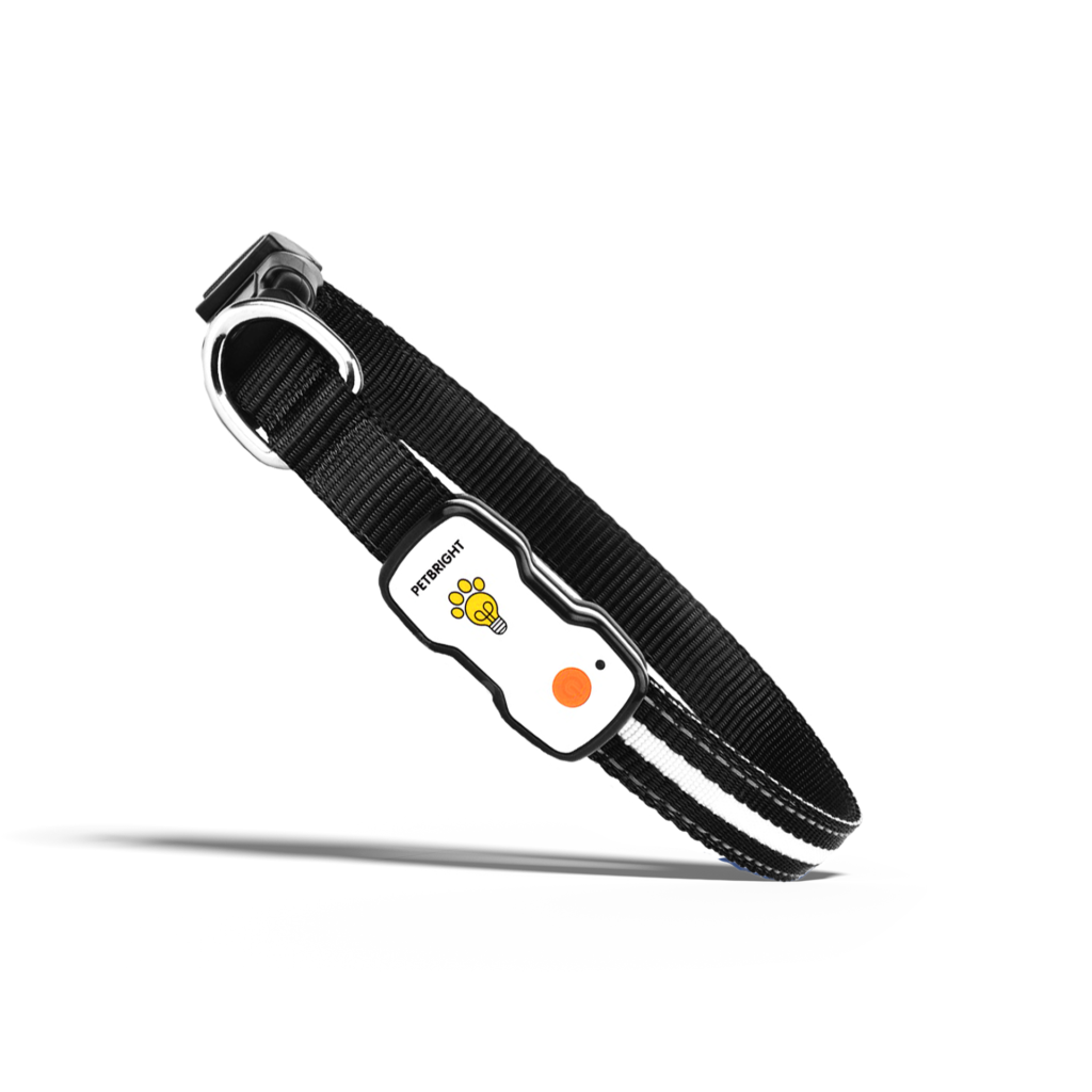LED Dog Collar from the Cinnamon Trust Charity Webshop | Make a difference with every purchase