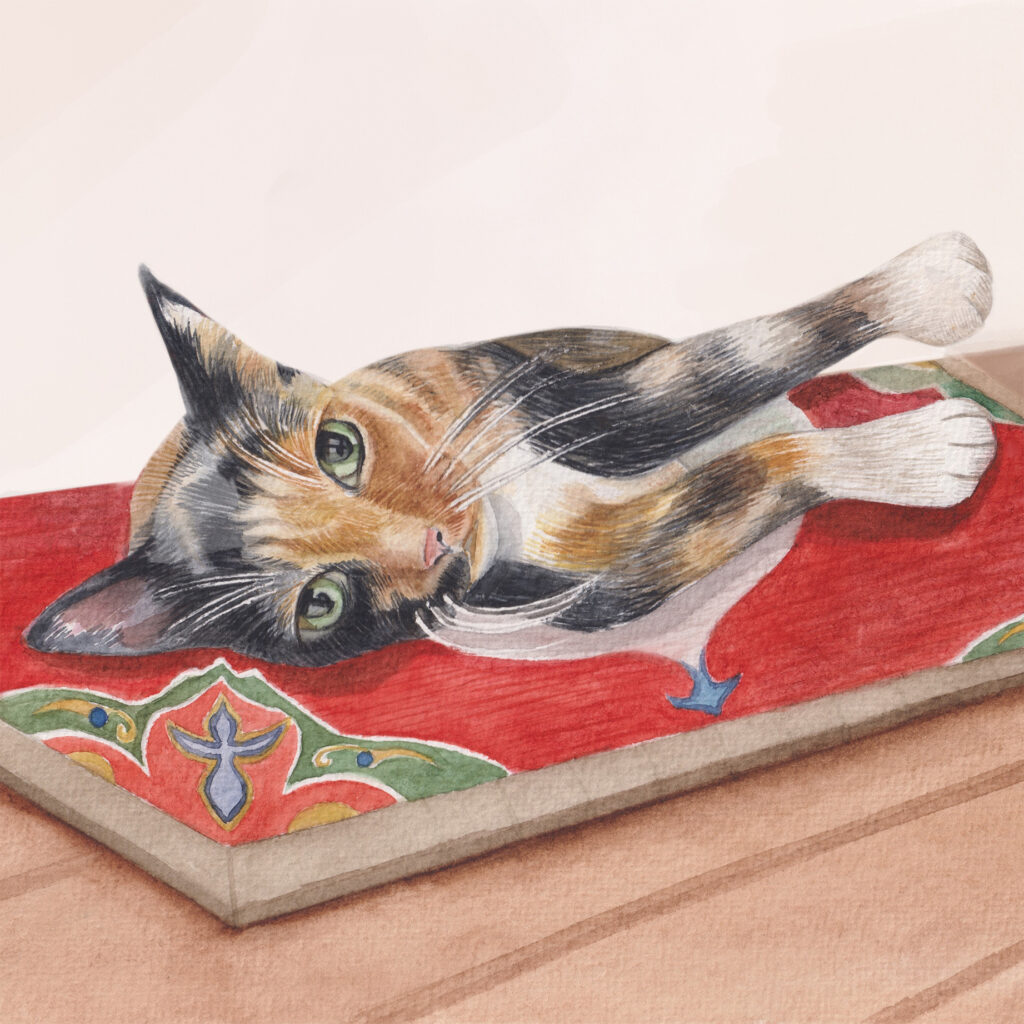Cats Multi Card Pack from the Cinnamon Trust Charity Webshop | Make a difference with every purchase