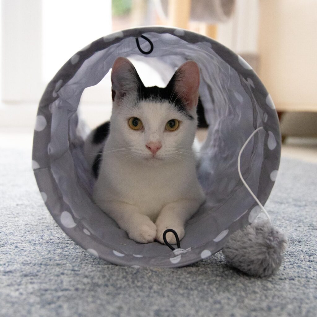 Cat Tunnel from the Cinnamon Trust Charity Webshop | Make a difference with every purchase