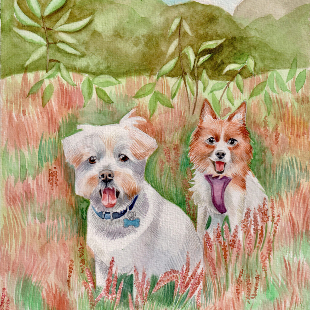 Dogs Multi Card Pack from the Cinnamon Trust Charity Webshop | Make a difference with every purchase