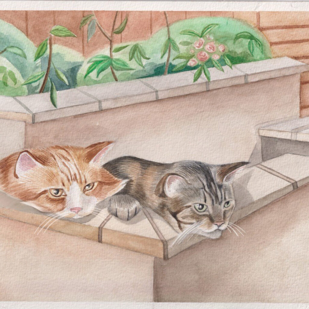 Cats Multi Card Pack from the Cinnamon Trust Charity Webshop | Make a difference with every purchase