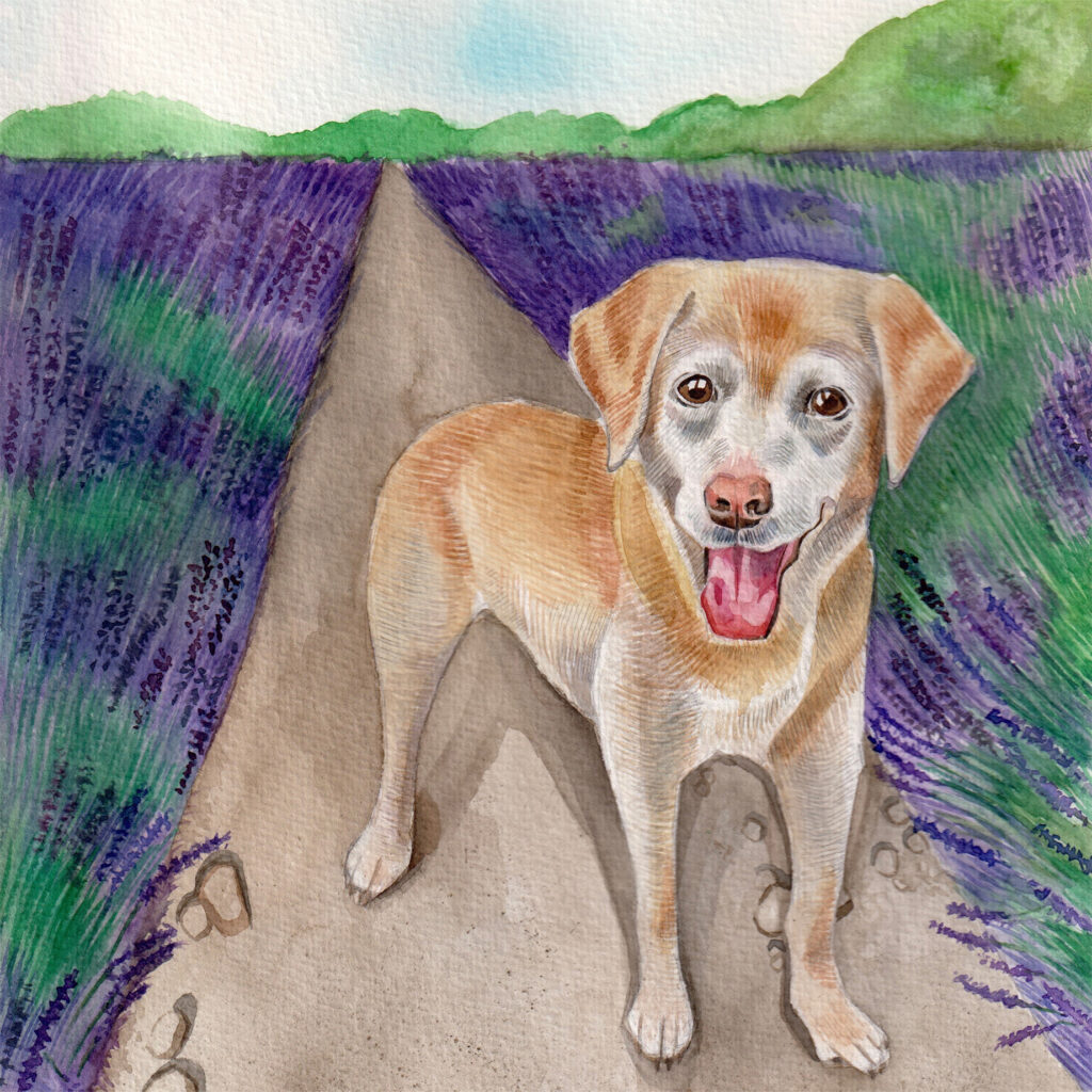 Dogs Multi Card Pack from the Cinnamon Trust Charity Webshop | Make a difference with every purchase