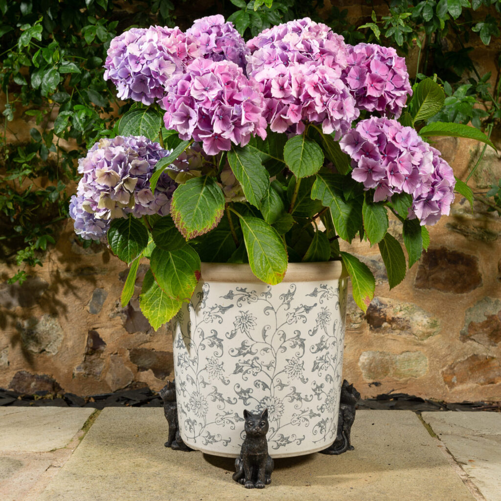 Potty Feet Cats from the Cinnamon Trust Charity Webshop | Make a difference with every purchase