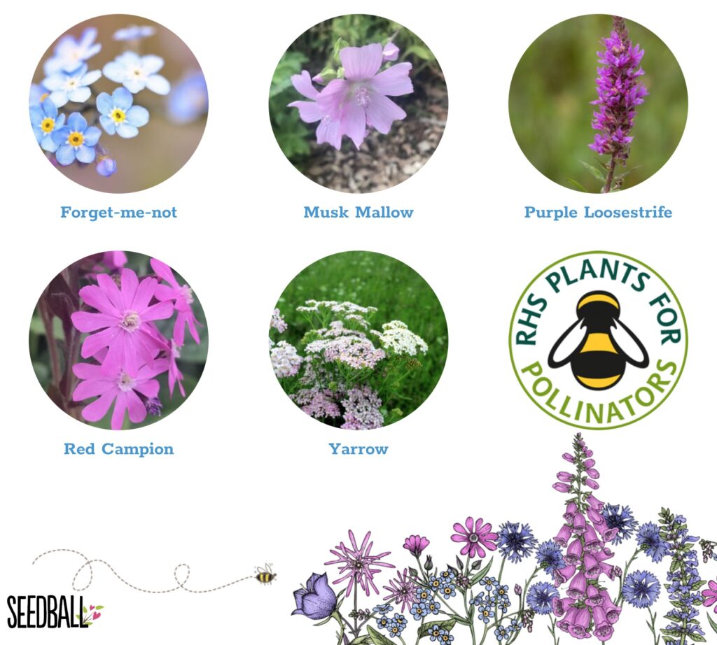 Butterfly Mix Seedball Tin from the Cinnamon Trust Charity Webshop | Make a difference with every purchase