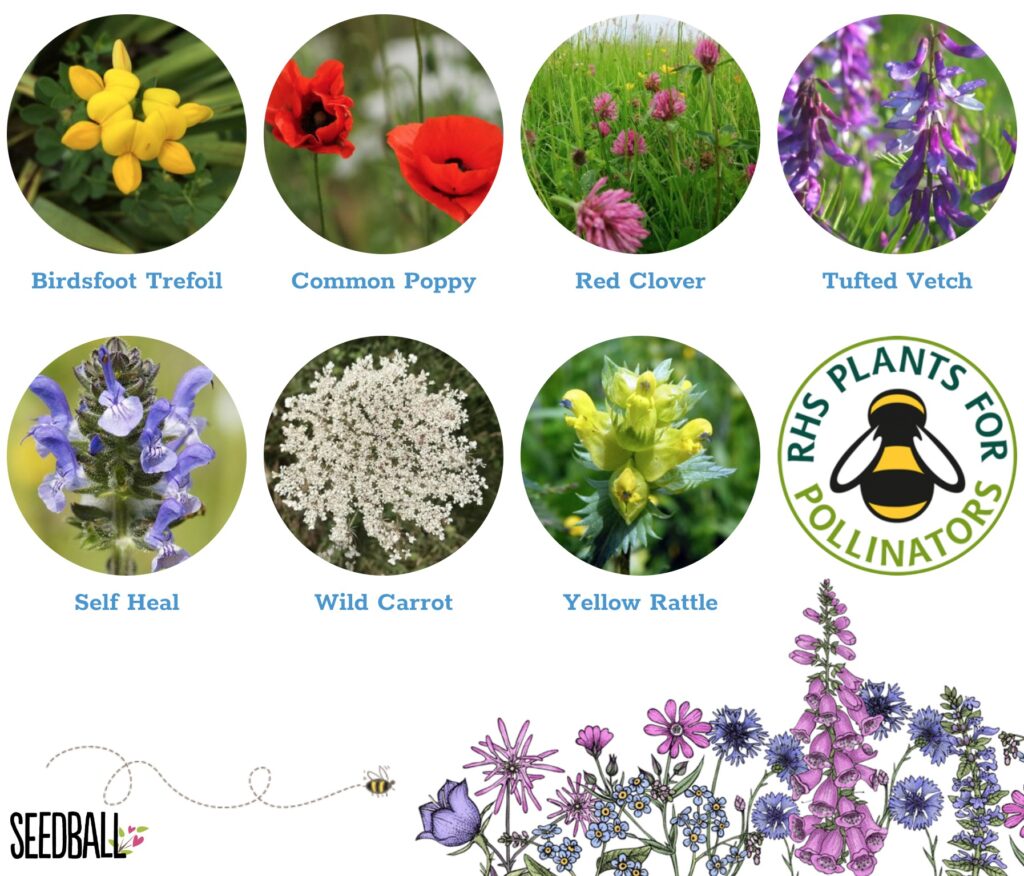 Hedgehog Mix Seedball Tin from the Cinnamon Trust Charity Webshop | Make a difference with every purchase