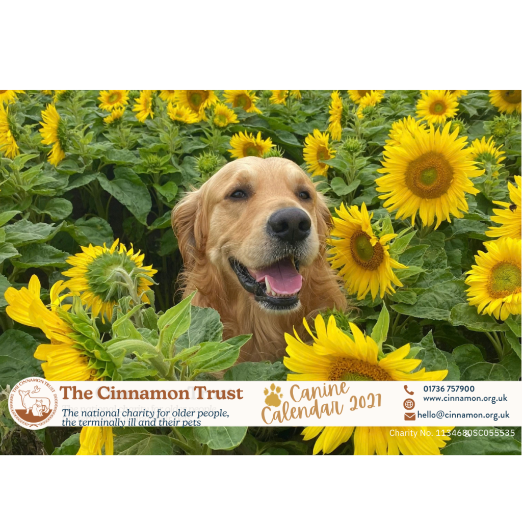 Cinnamon Trust Canine Calendar 2027 from the Cinnamon Trust Charity Webshop | Make a difference with every purchase